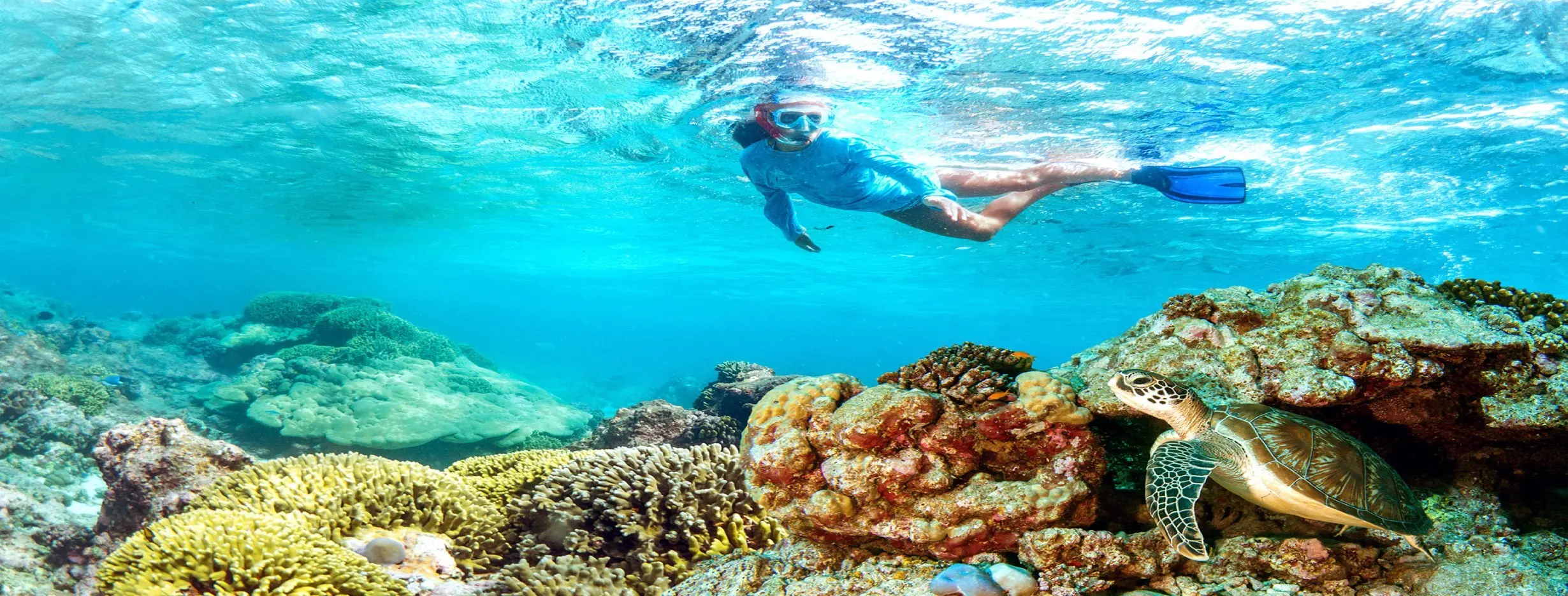 Image for Snorkeling Safari